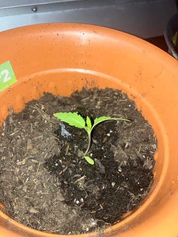 2026 — vegetative, day 3