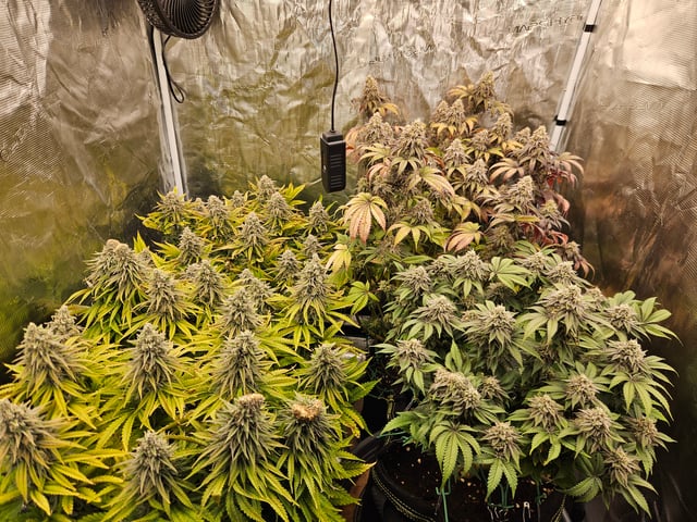 Double Trouble  — flower, day 98