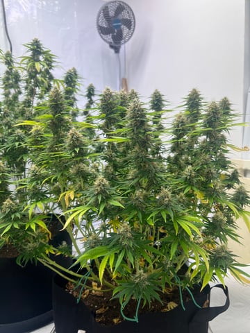 Indoor Grow  — flower, day 85