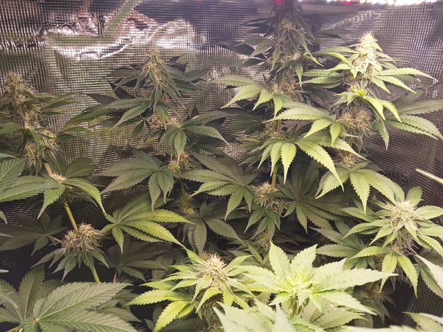 Gorilla Sherbert Feminized From Blimburn Seeds  — flower, day 70