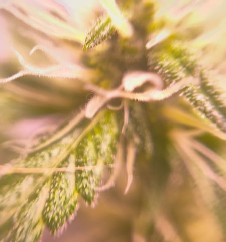 pineapple Express  — flower, day 14