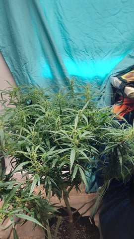 Two mystery buds — vegetative, day 88