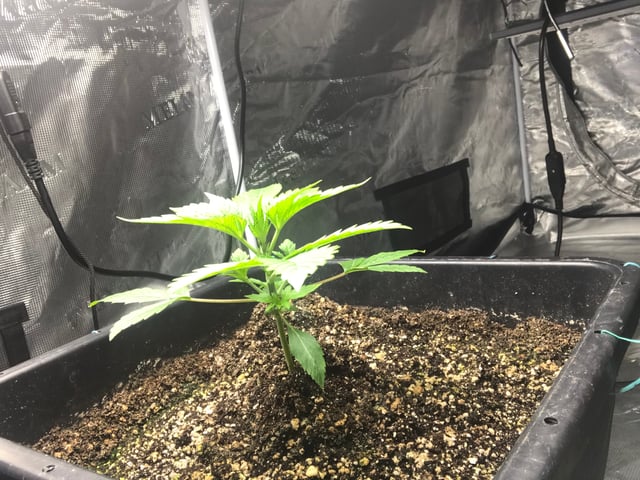 ripleys og — vegetative, day 24
