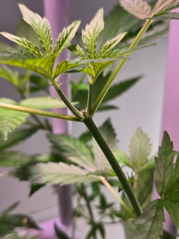 1st Grow — flower, day 46