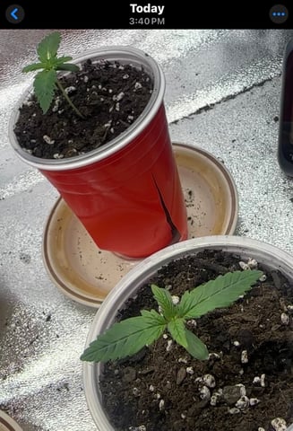 1st grow  — seedling_rooting, day 5