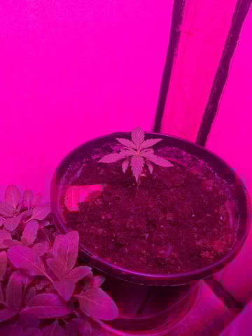 Queen B  — vegetative, day 21