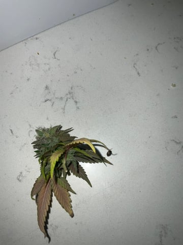 Free Seeds — harvest, day 167