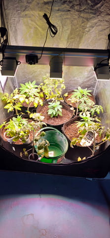 Cookies Usa — vegetative, day 25