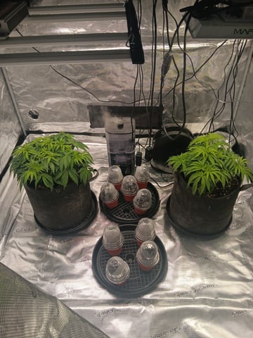 Gurilla Glue #4 × Samsquatch autos — seedling_rooting, day 4