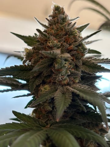 Black Hulk 3 gallon bag  — flower, day 56