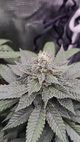 Purple Nasty By Ethos Seeds — flower, day 99