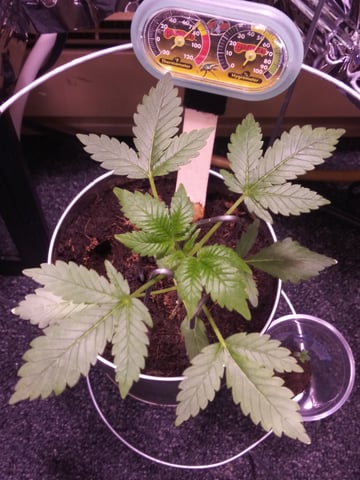 First Grow — vegetative, day 45