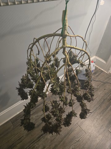 2nd Grow 3x5 tent — flower, day 151