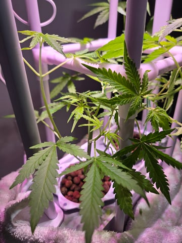 1st Grow — flower, day 37