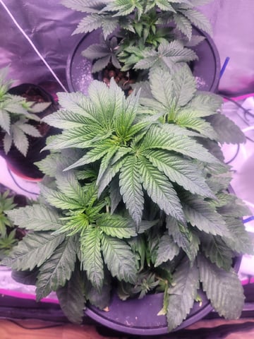 Clones And Hermie Seeds