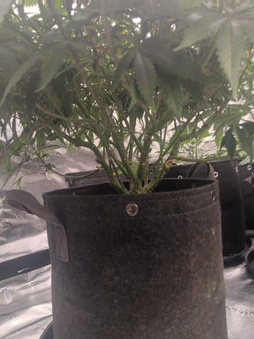 Master Kush — vegetative, day 60