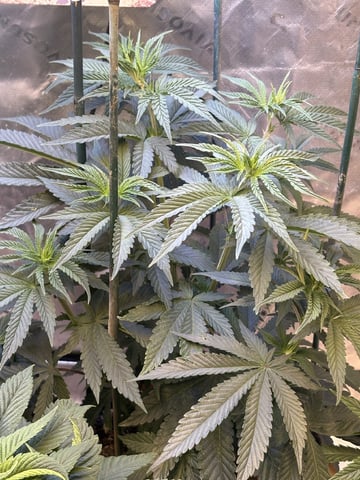 Fuel D OG  — vegetative, day 1