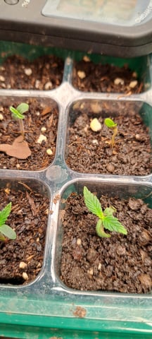 First Grow with the new setup  — seedling_rooting, day 4