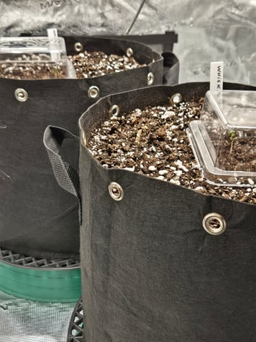 3rd Grow 3x3 tent — seedling_rooting, day 3