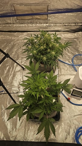 Autos For The Rest Of Winter 🔥🔥😉 — flower, day 66