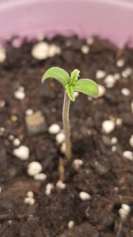 zlurricane blast — germination, day 5