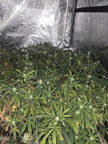 Dante's Inferno Rerun — flower, day 126