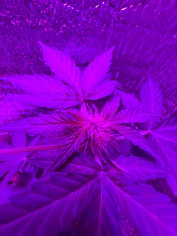 Quick One — flower, day 1