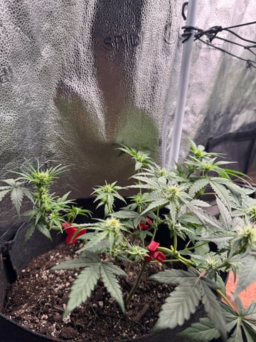 Do-si-doe — flower, day 15