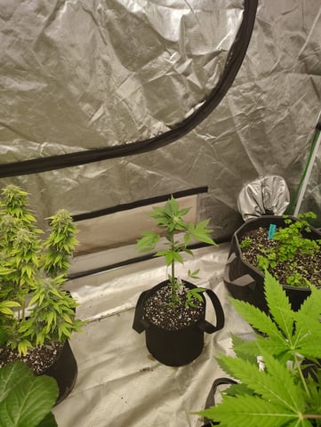 something new — flower, day 53