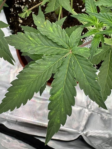 Permanent Marker  — vegetative, day 33