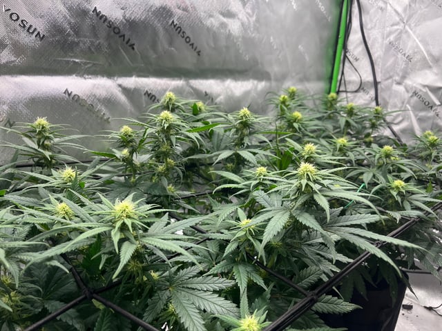 Blue Dream Photos — flower, day 68