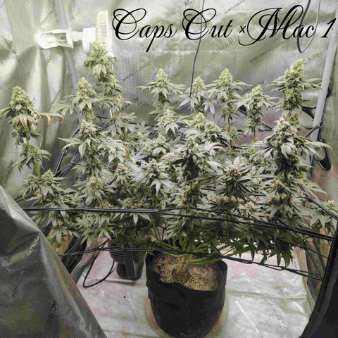 Athena Run  — flower, day 91