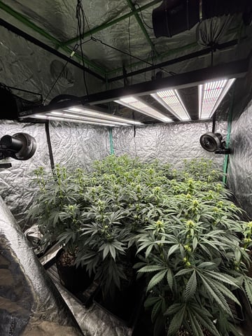 Pink Passion Fruit — flower, day 67