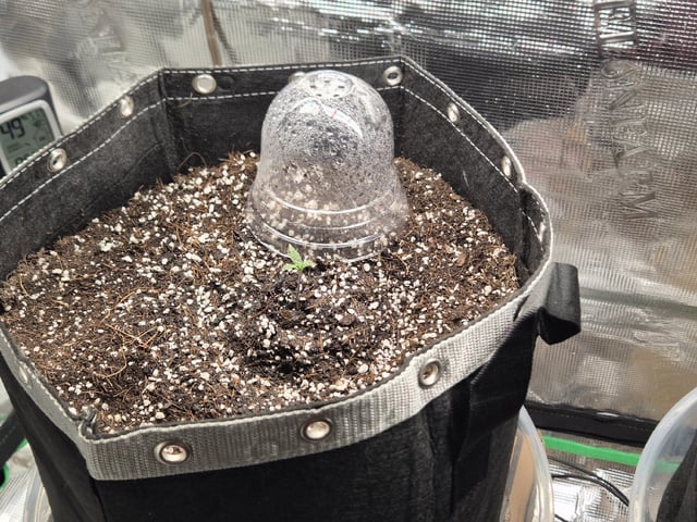Sundae Driver — grow_setup, day 10