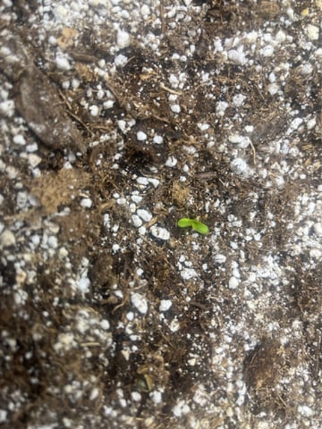 Autoskunk and OG Kush — seedling_rooting, day 1