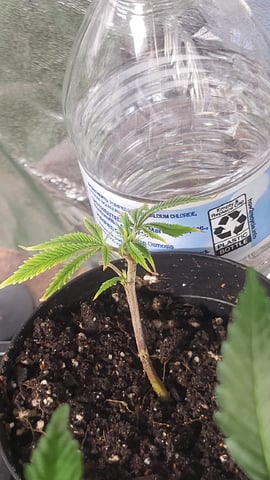 2x2x4 — grow_setup, day 25