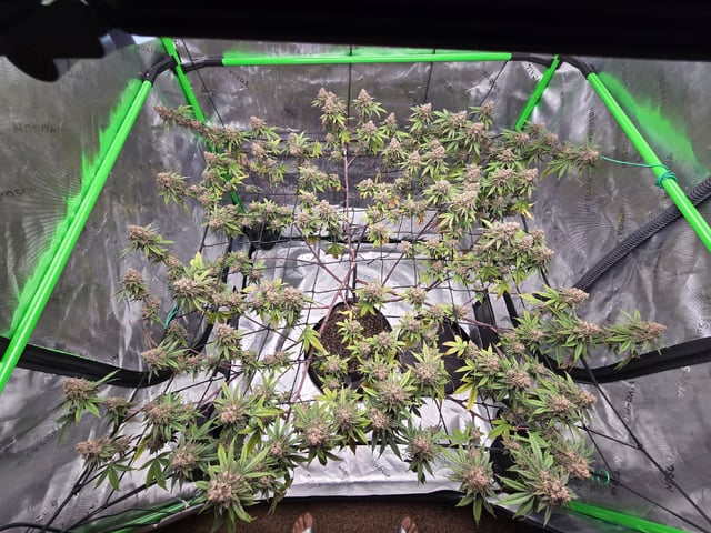 CLONES