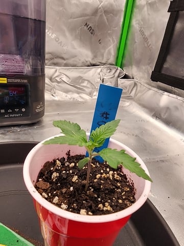 trap n pink — seedling_rooting, day 8