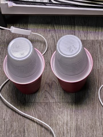 Bruce Banner #4  — germination, day 1