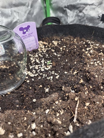 Automatic — germination, day 5
