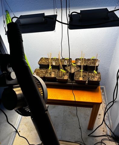 Mixed Freebies — seedling_rooting, day 10