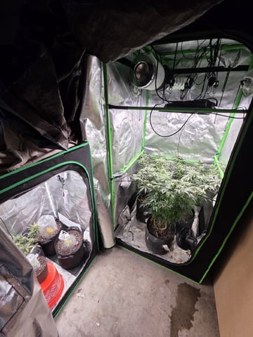NFA & NYCD — grow_setup, day 6