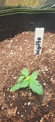 First Grow with the new setup  — seedling_rooting, day 11