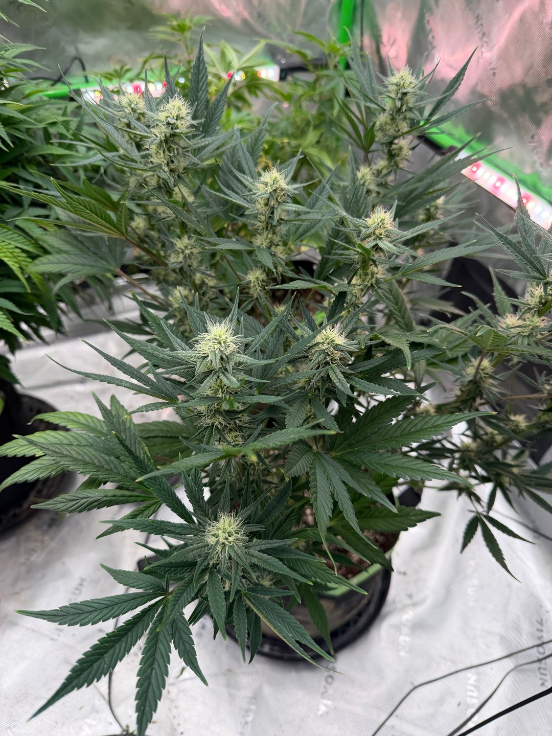 Witches Brew Autoflower by Dream Beans