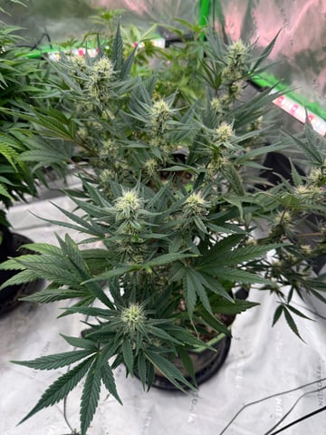 Witches Brew Autoflower by Dream Beans — flower, day 1