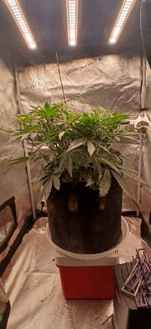 newest ggs setup grow — flower, day 41