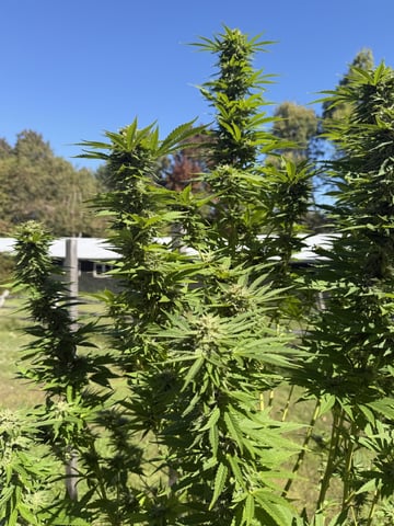 2026 Grow