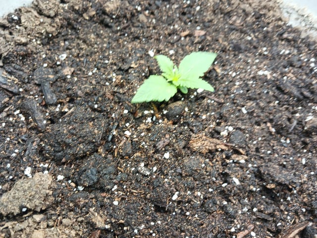 2nd Grow 2026  — vegetative, day 16