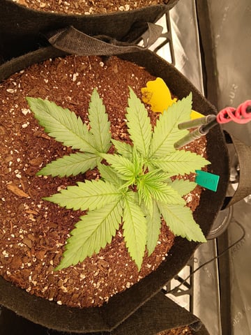 Lsd25, Dosido,GDP All Autos.