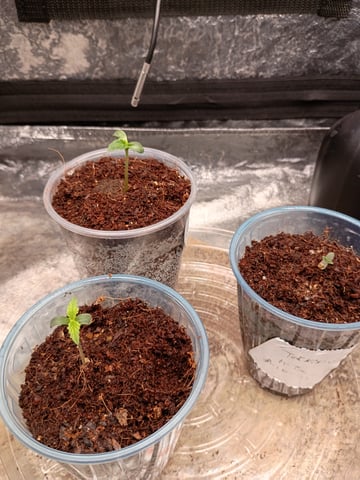 1st Grow Eva — seedling_rooting, day 4